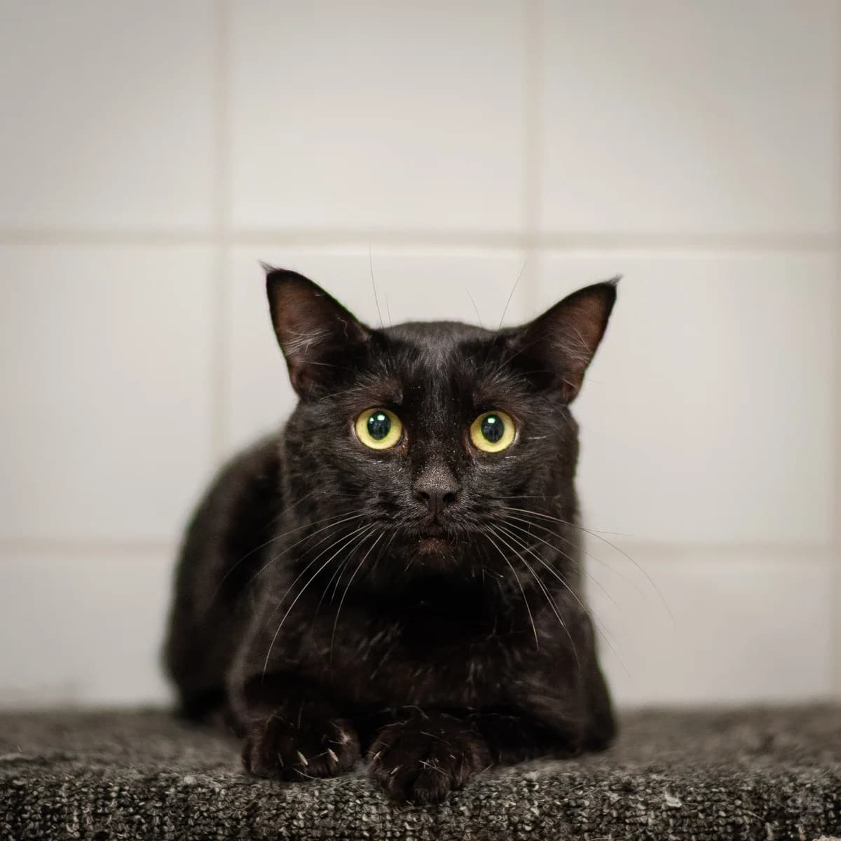 Hagrid, Noir male 4yo European Shorthair for adoption at APAGI, Le Versoud