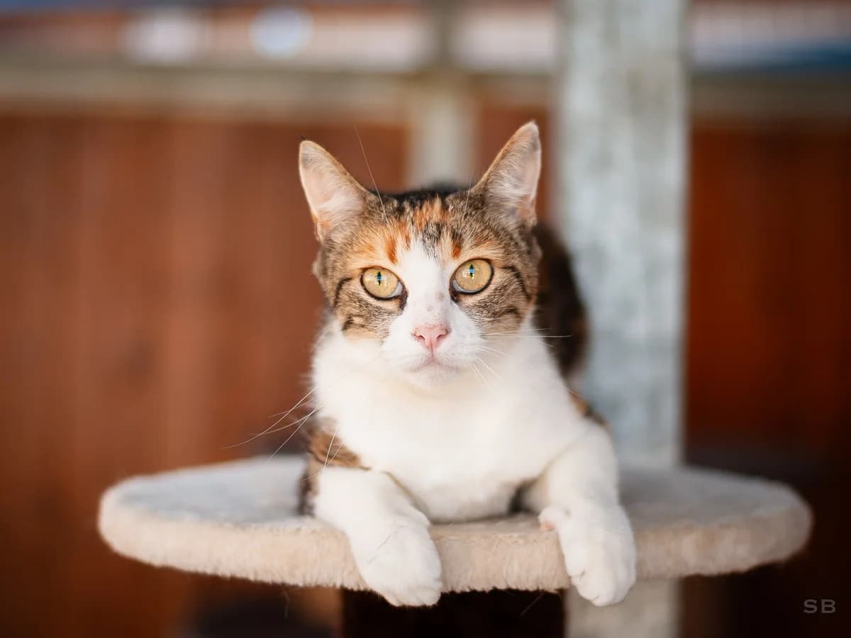 Cabaia, Ecaille et blanche female 3yo European Shorthair for adoption at APAGI, Le Versoud