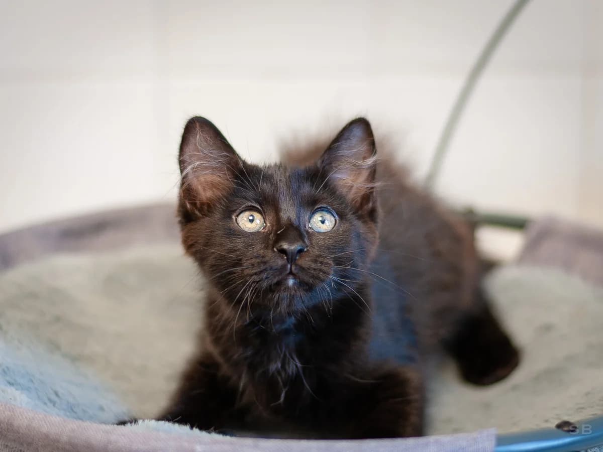 Gouda, Noir poil mi long male puppy European Shorthair for adoption at APAGI, Le Versoud