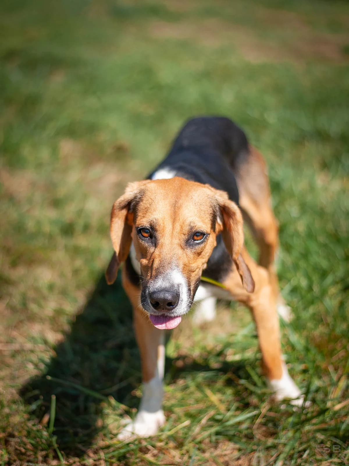 Pica, Tricolore female 3yo mixed breed for adoption at APAGI, Le Versoud