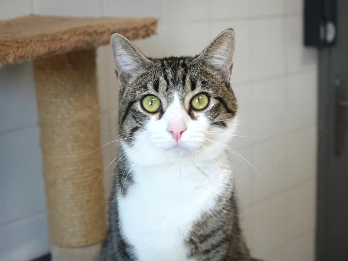 Daddy, Tigré et blanc male young European Shorthair for adoption at APAGI, Le Versoud