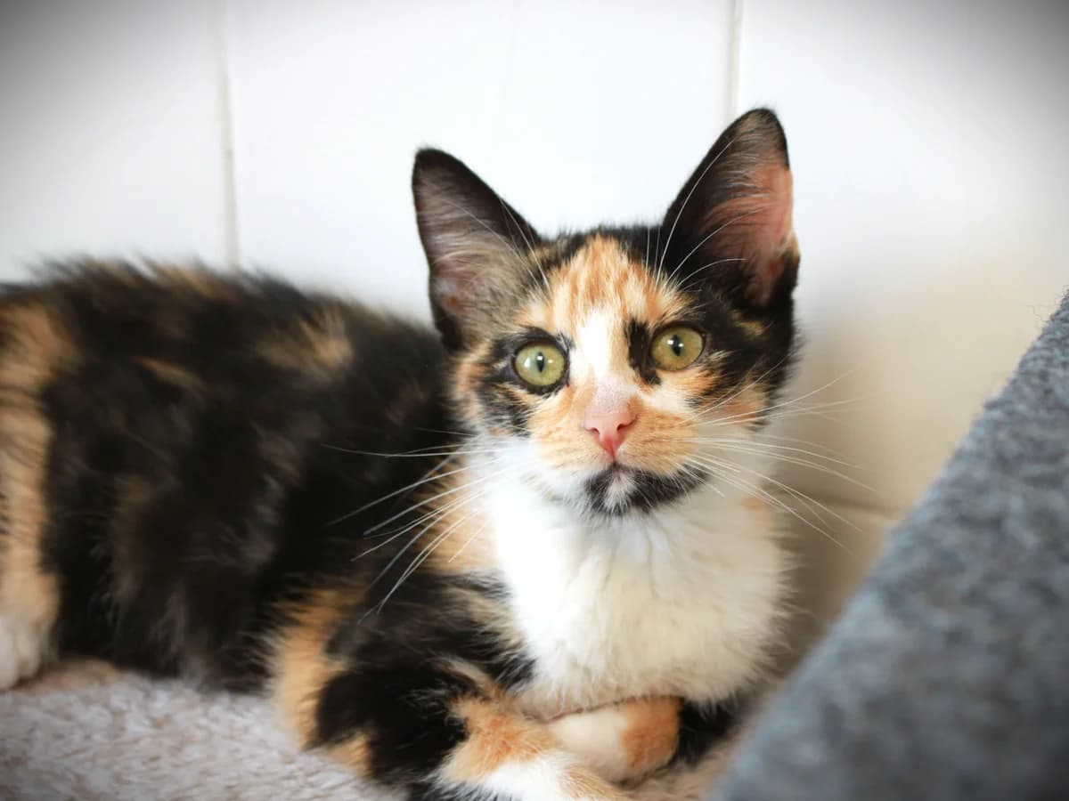 Dolly, Tricolore female puppy European Shorthair for adoption at APAGI, Le Versoud