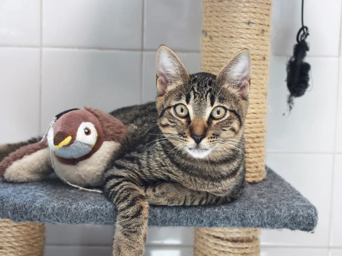 Bemol, Tigré male puppy European Shorthair for adoption at APAGI, Le Versoud