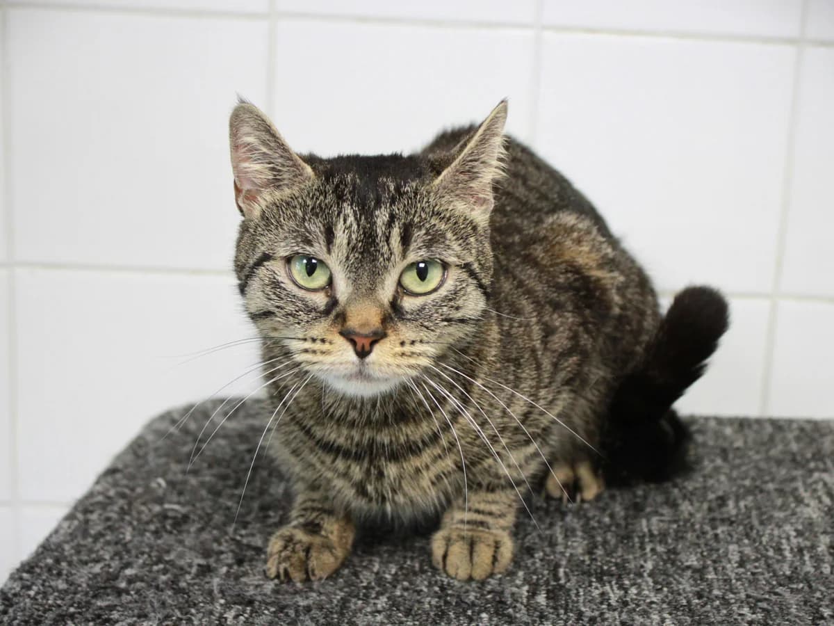 Noa, Tigrée female 3yo European Shorthair for adoption at APAGI, Le Versoud