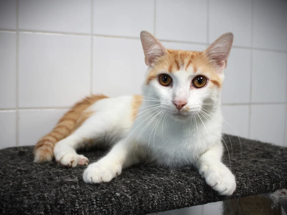 Nimbus, Roux et blanc male puppy European Shorthair for adoption at APAGI, Le Versoud