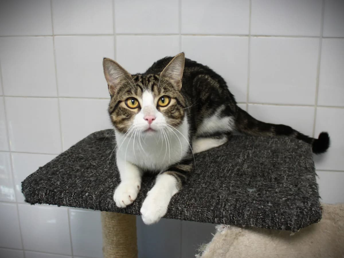 Bolero, Tigré et blanc male 3yo European Shorthair for adoption at APAGI, Le Versoud