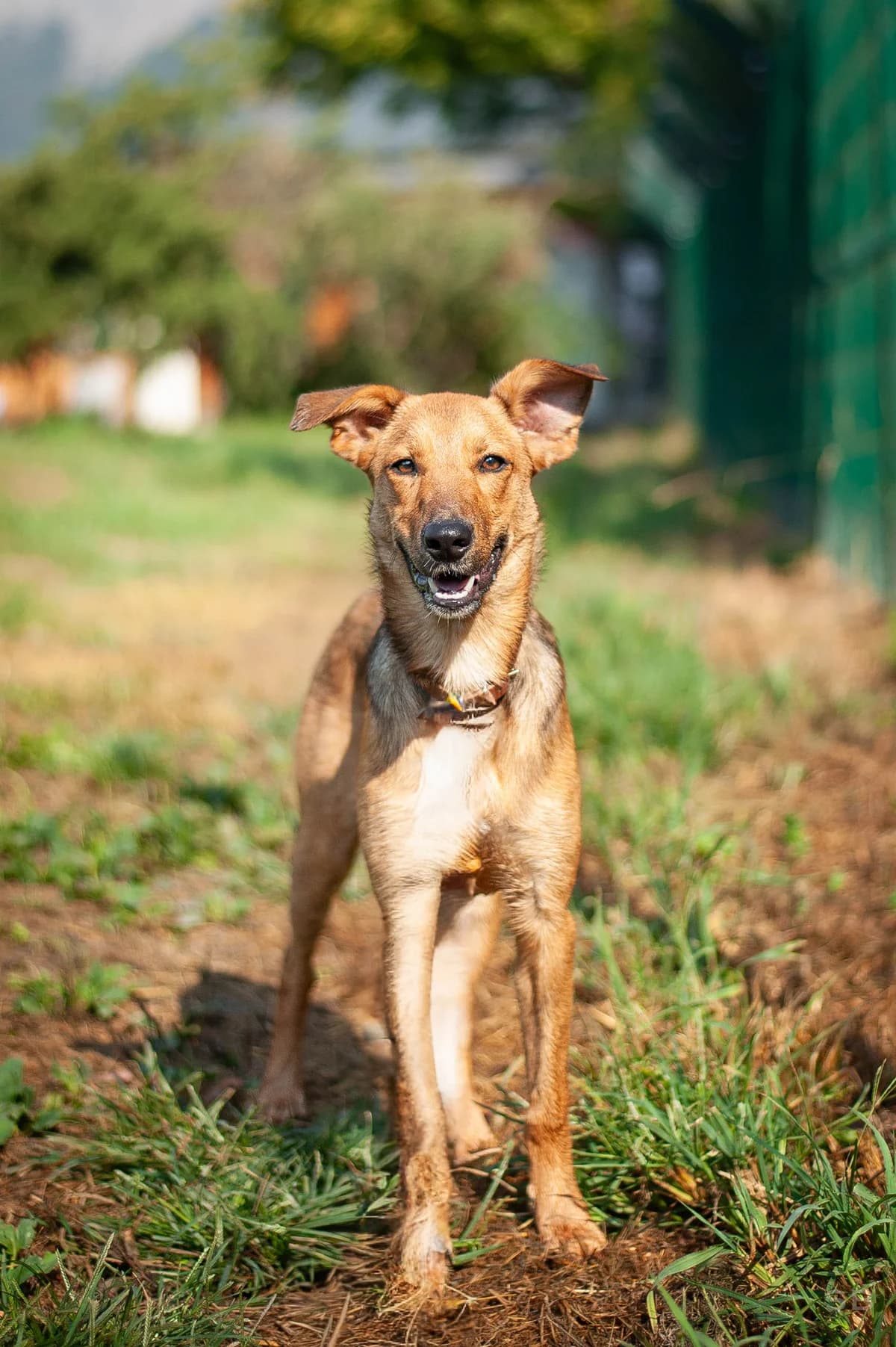 Hansel, Fauve charbonnée female young mixed breed for adoption at APAGI, Le Versoud