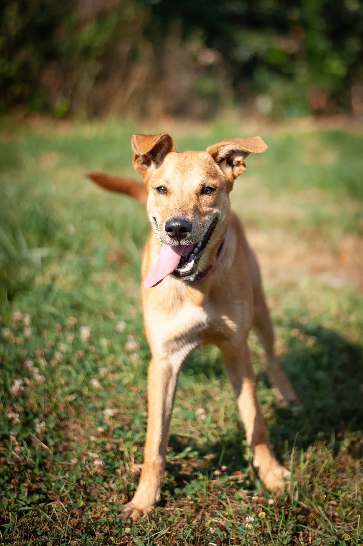 Gretel, Fauve plastron blanc female puppy mixed breed for adoption at APAGI, Le Versoud