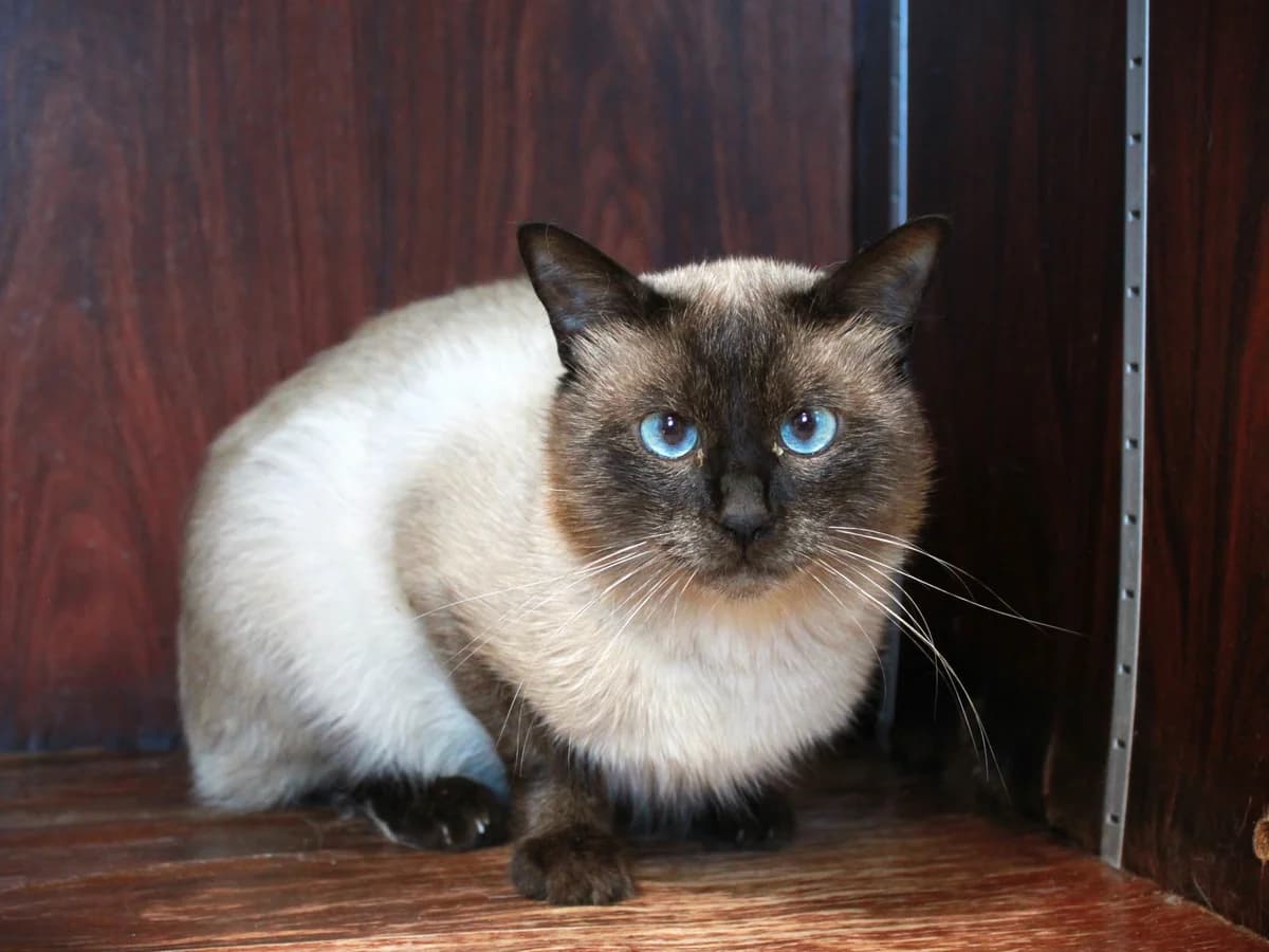 Mono, Seal point male 4yo Siamese for adoption at APAGI, Le Versoud