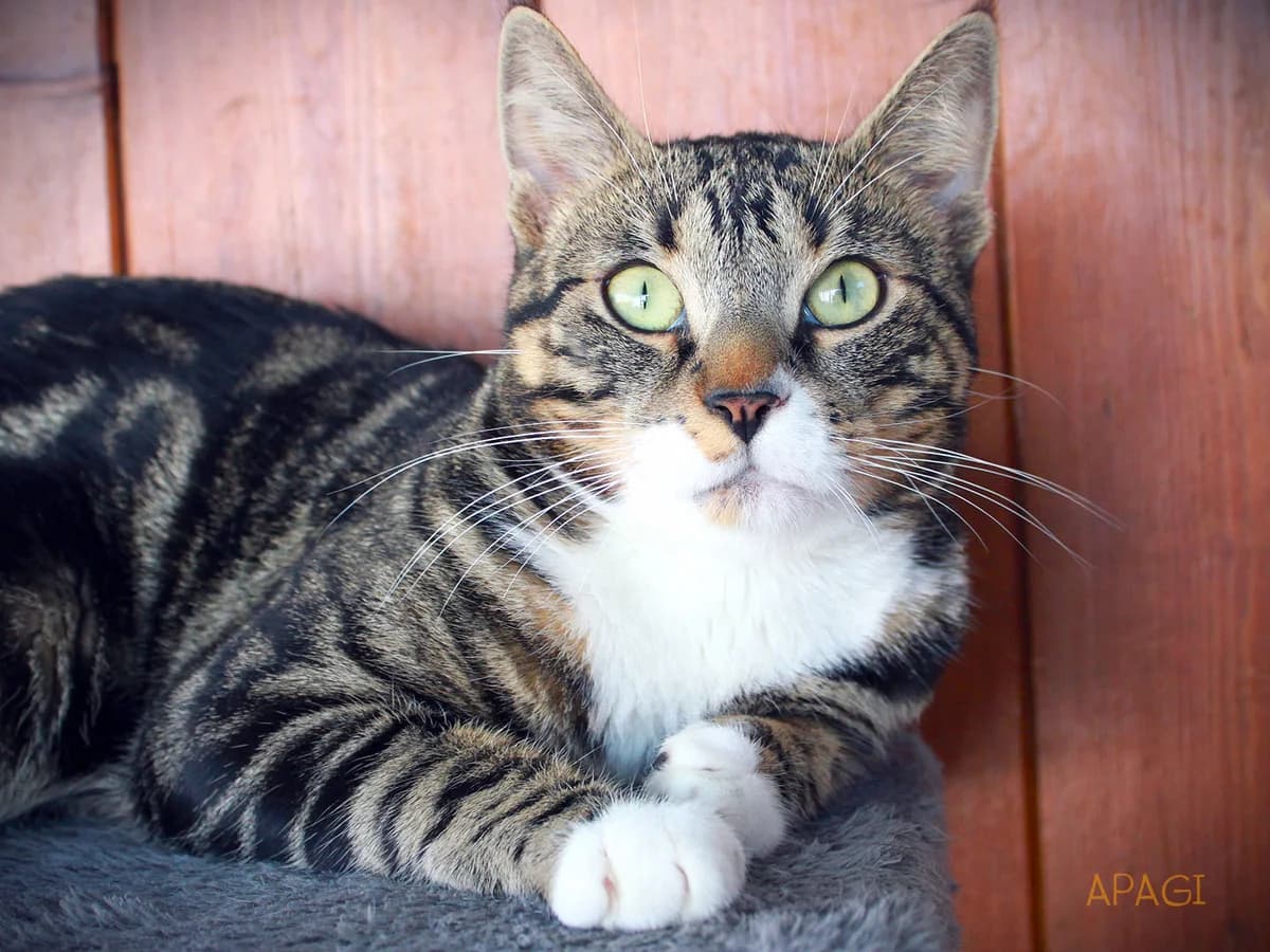Talos, Tigré et blanc male 3yo European Shorthair for adoption at APAGI, Le Versoud