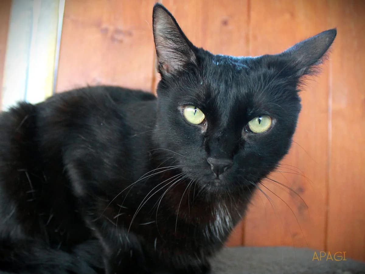 Hera, Noir female 4yo European Shorthair for adoption at APAGI, Le Versoud