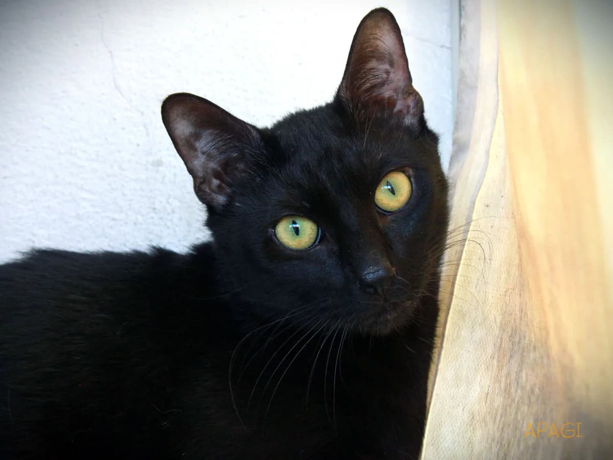 Artemis, Noir male 6yo European Shorthair for adoption at APAGI, Le Versoud