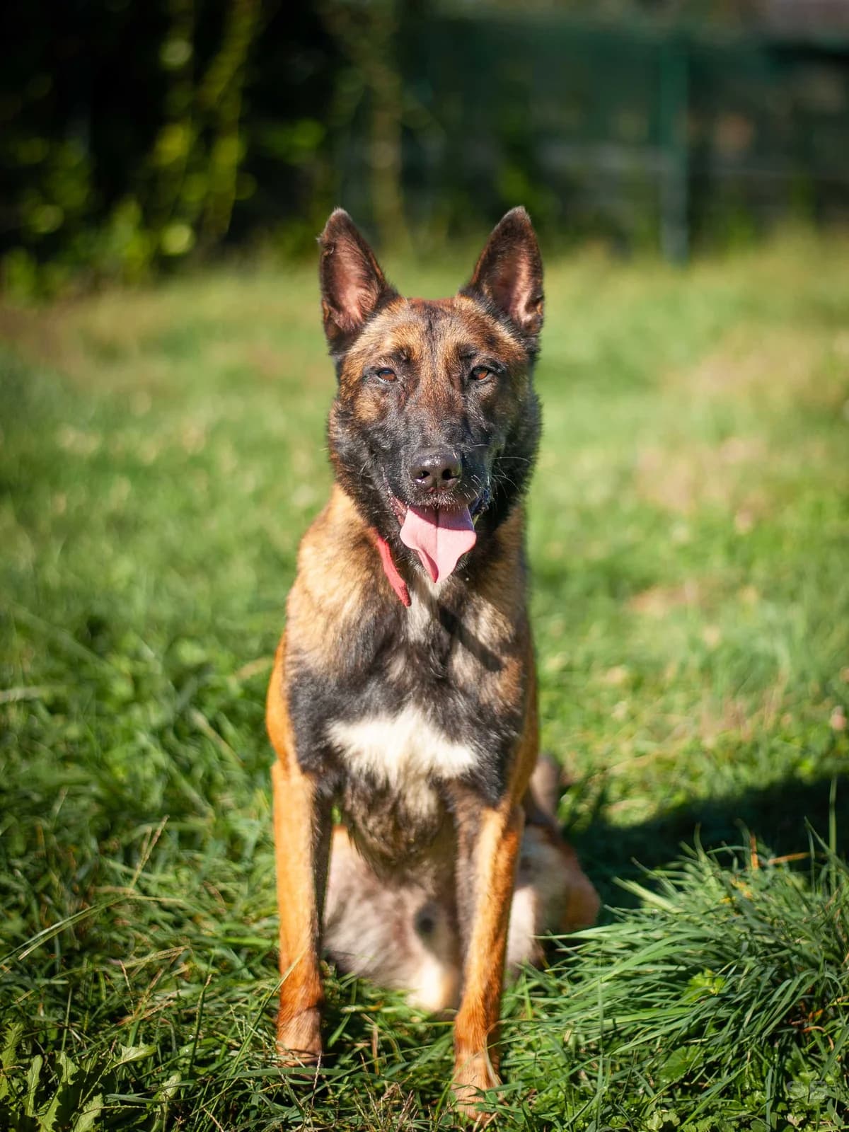 Marcus, Belgian Malinois (APAGI)