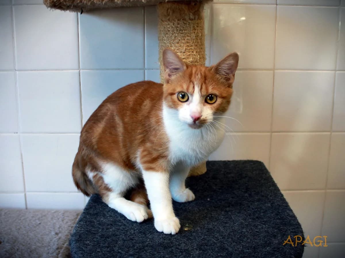 Magnet, Roux et blanc male puppy European Shorthair for adoption at APAGI, Le Versoud