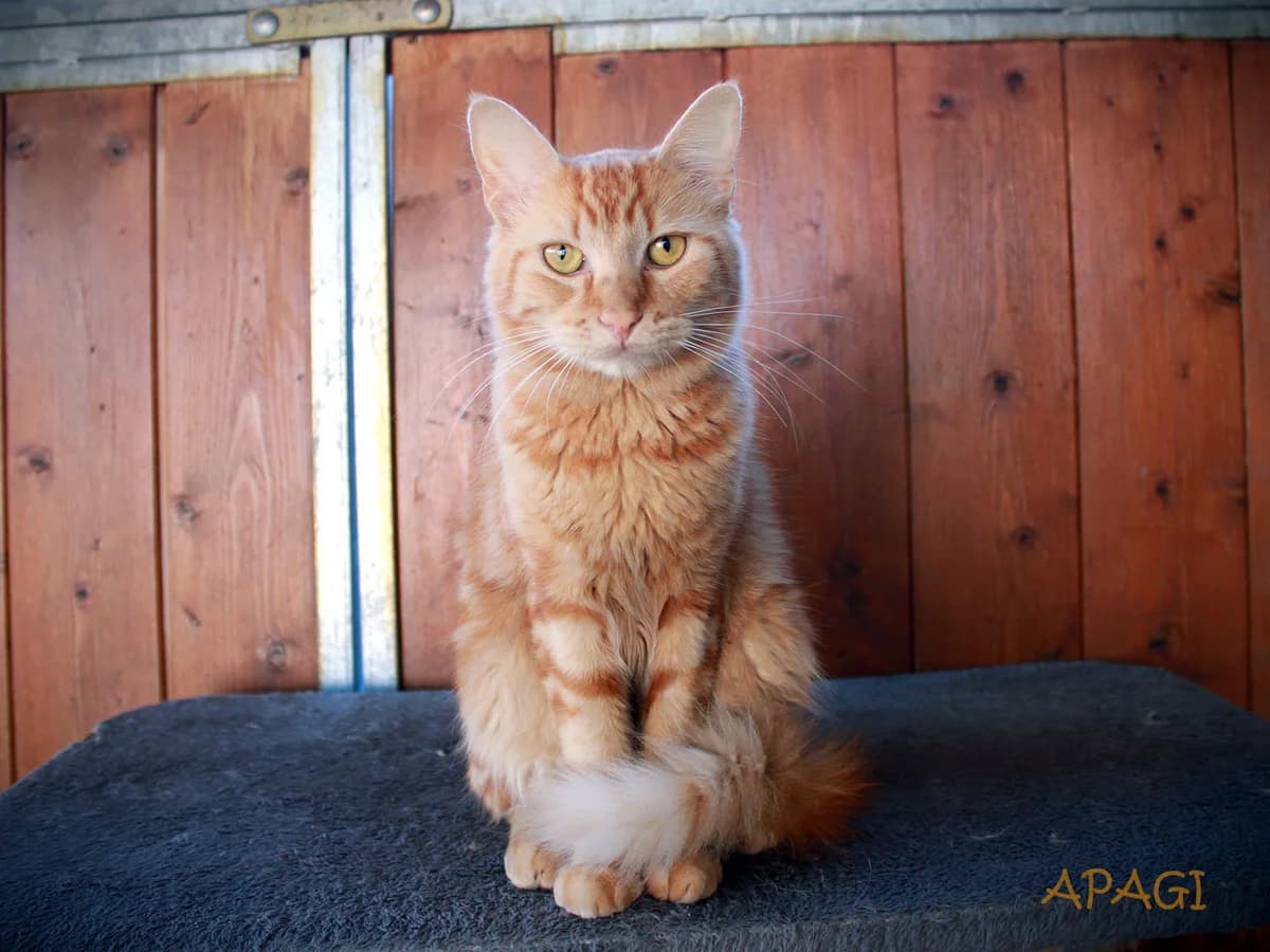 Ouxor, tigré roux male young European Shorthair for adoption at APAGI, Le Versoud