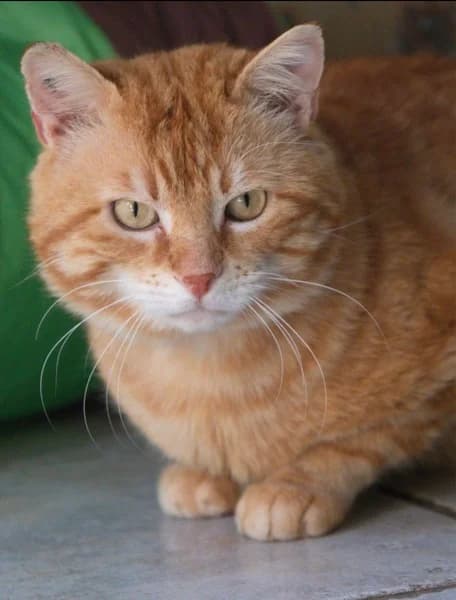 Lampion, male 4yo Mixed Breed for adoption at APCLO - Chats Libres d, Orléans