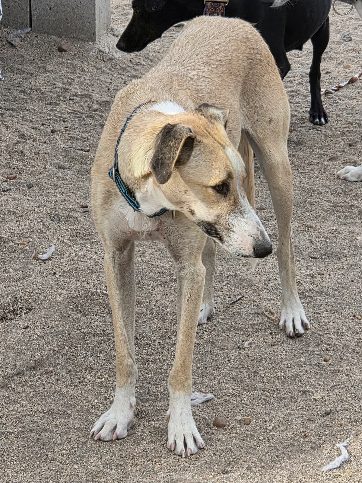 TIK,  young Galgo Español for adoption at Appel des lévriers, appel des levriers
