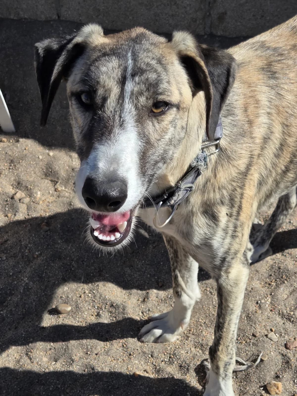 TOK,  young Galgo Español for adoption at Appel des lévriers, appel des levriers