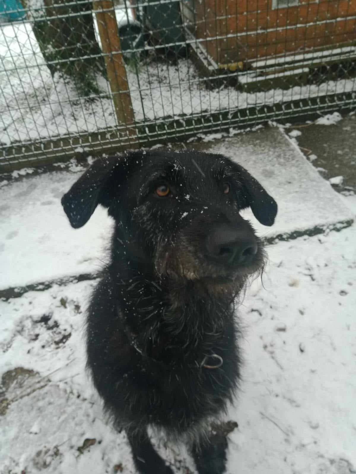 PHOENIX, male 7yo mixed breed for adoption at APSDA, La Teste-de-Buch