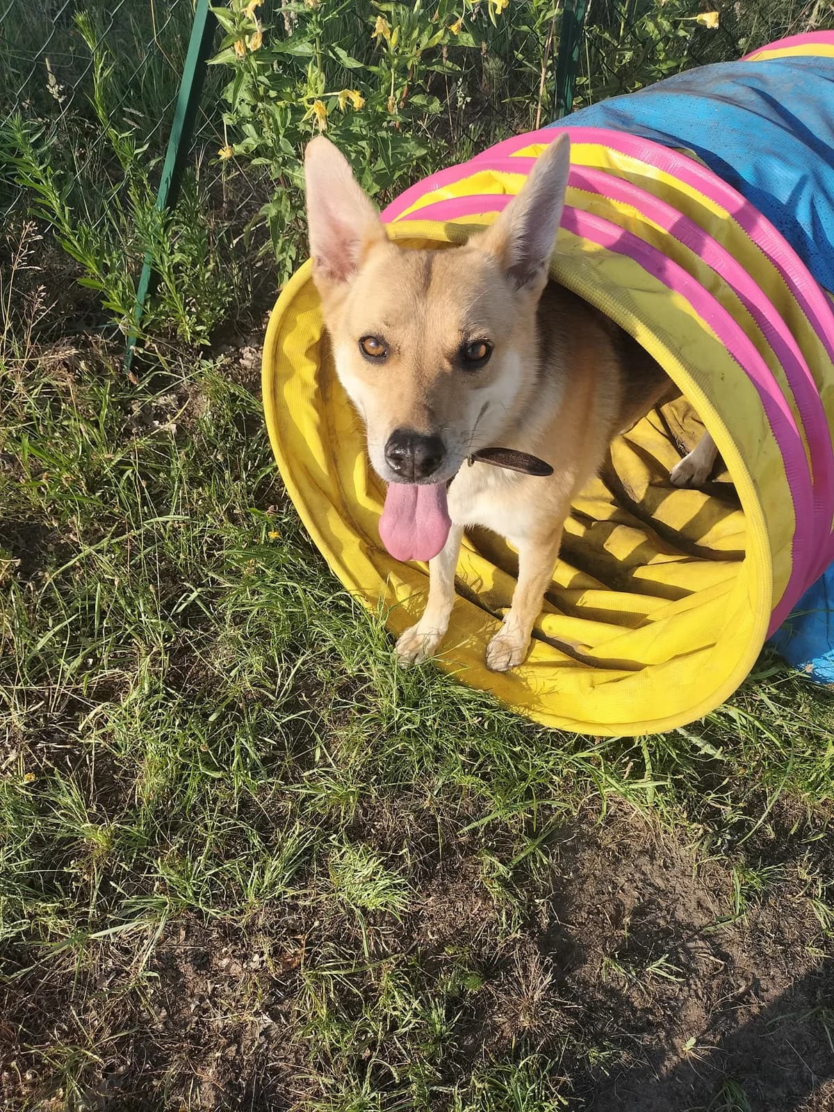RAFALE, female senior mixed breed for adoption at APSDA, La Teste-de-Buch