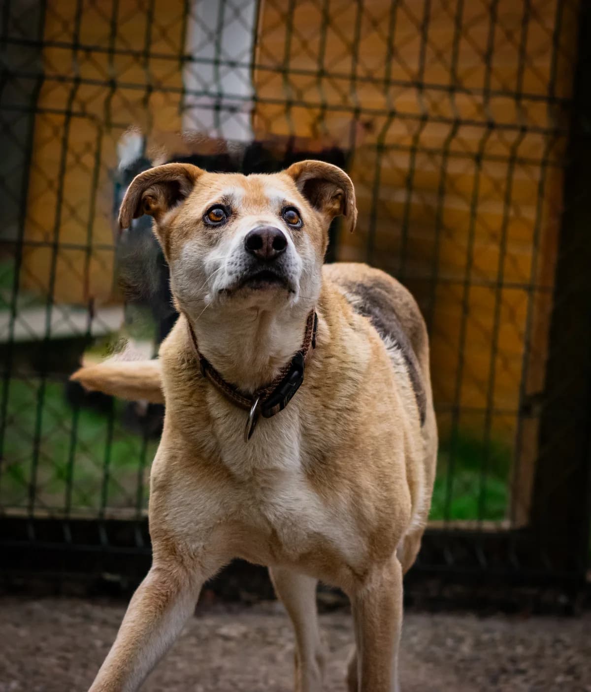 RAFIKI, male Mixed Breed for adoption at APSDA, La Teste-de-Buch