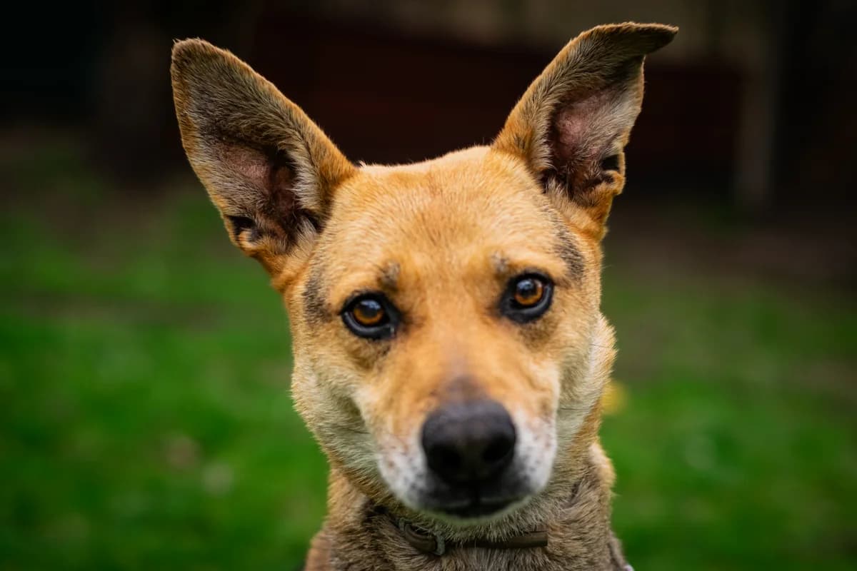 ROX, male 6yo Belgian Malinois for adoption at APSDA, La Teste-de-Buch