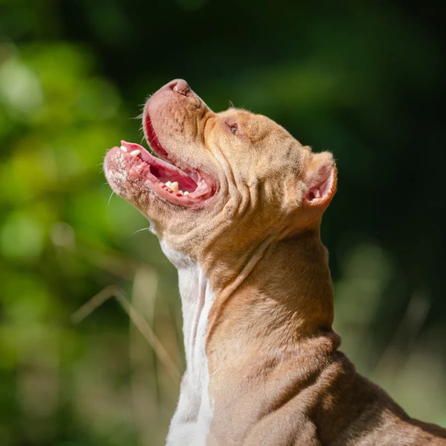 Chilli, female Mixed Breed for adoption at Assistance Refuge Animaux (Évry)