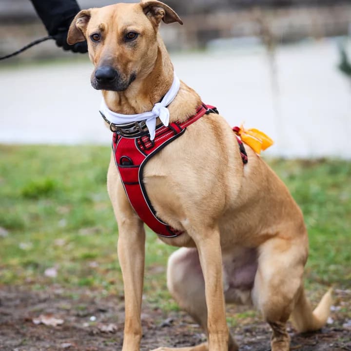 Hermès et Chanel,  7yo Mixed Breed for adoption at Assistance Refuge Animaux (Évry)