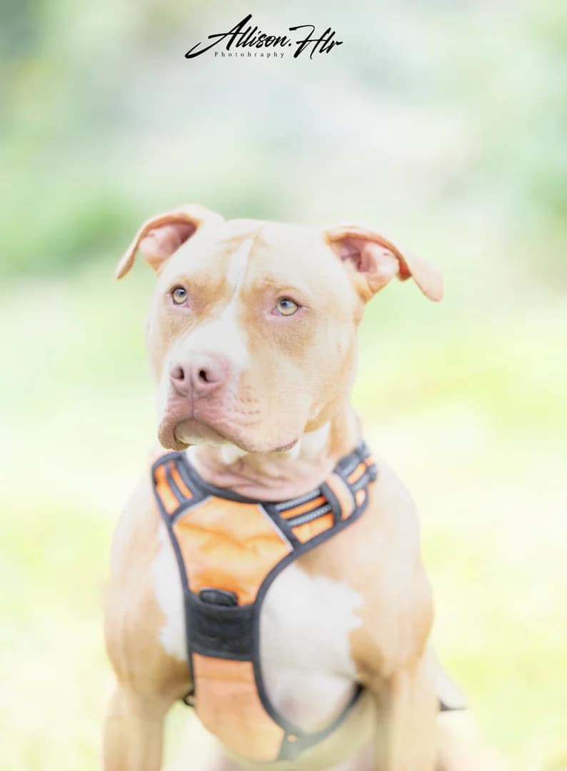 Oggy,  Mixed Breed for adoption at Assistance Refuge Animaux (Évry)