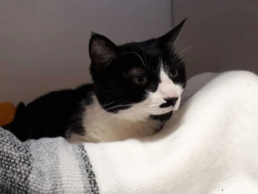 Rocky, Mixed Breed (Assistance Refuge Animaux (Évry))