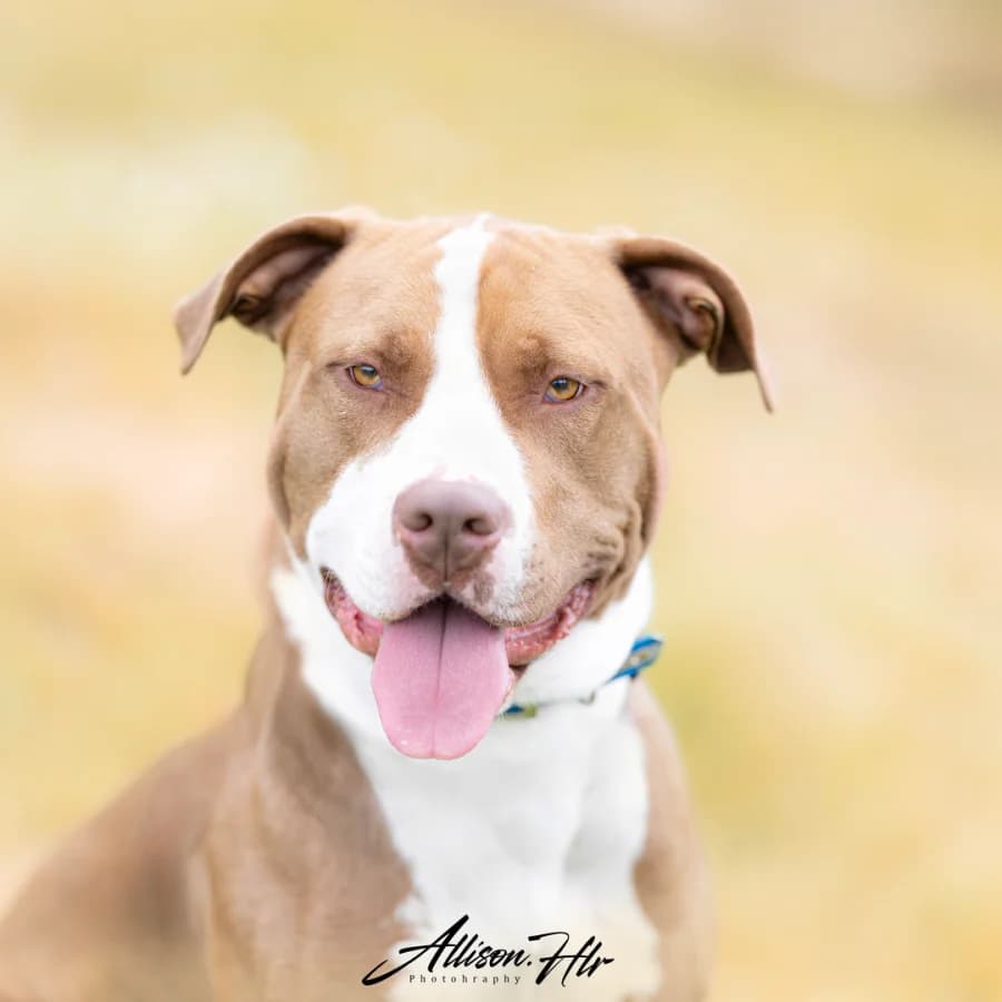 Rocky,  Mixed Breed for adoption at Assistance Refuge Animaux (Évry)