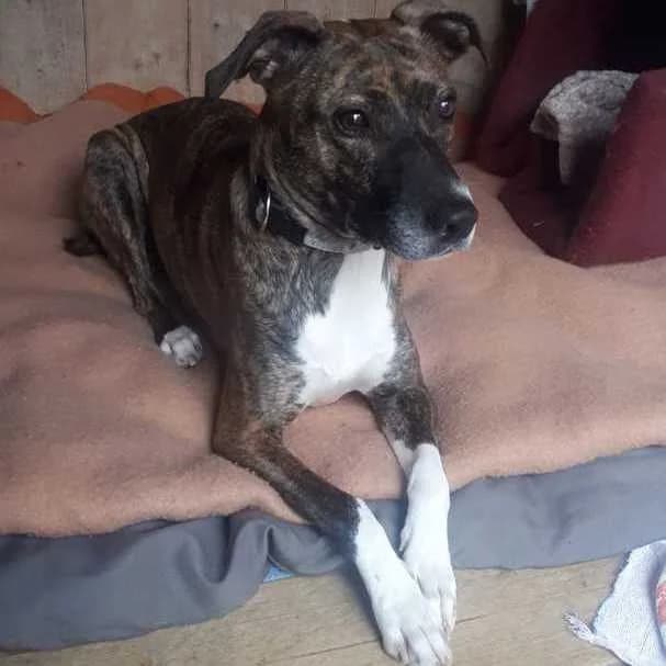 Rocky,  senior Mixed Breed for adoption at Assistance Refuge Animaux (Évry)