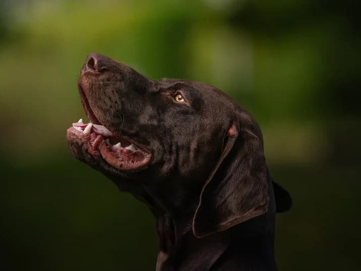 Teddy,  Mixed Breed for adoption at Assistance Refuge Animaux (Évry)