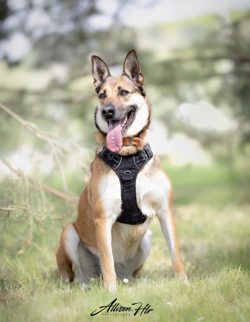 Willow, male Mixed Breed for adoption at Assistance Refuge Animaux (Évry)