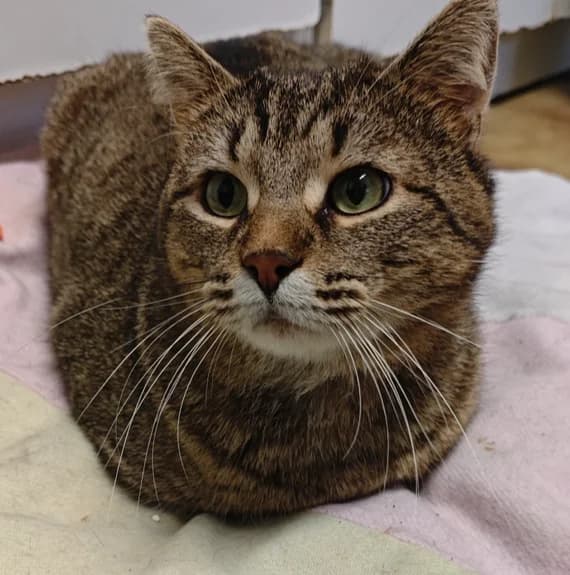 Zélie,  Mixed Breed for adoption at Assistance Refuge Animaux (Évry)