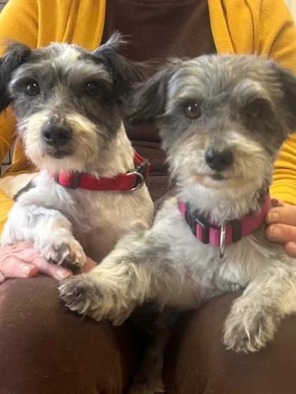 Oggy,  6yo Mixed Breed for adoption at Assistance Refuge Animaux (Évry)