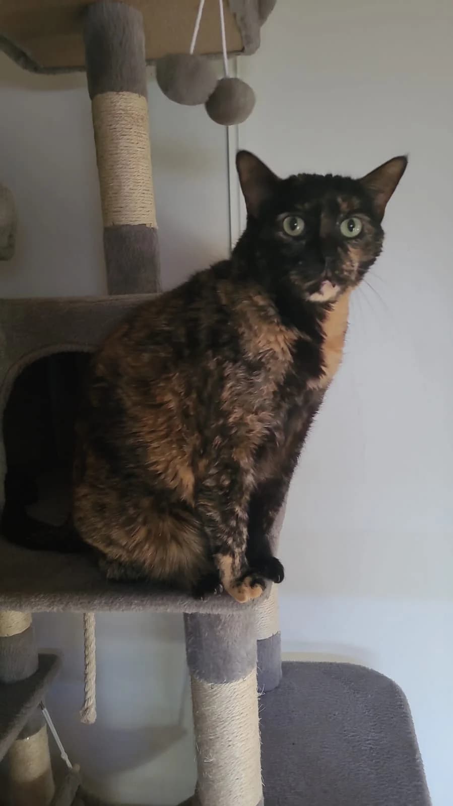 Moka, female senior European Shorthair for adoption at L, Noisy-le-Grand