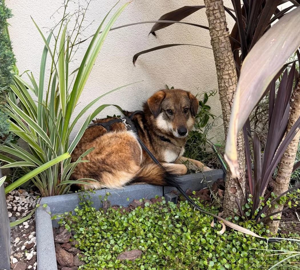 Tara (pension), female senior mixed breed for adoption at L, Noisy-le-Grand