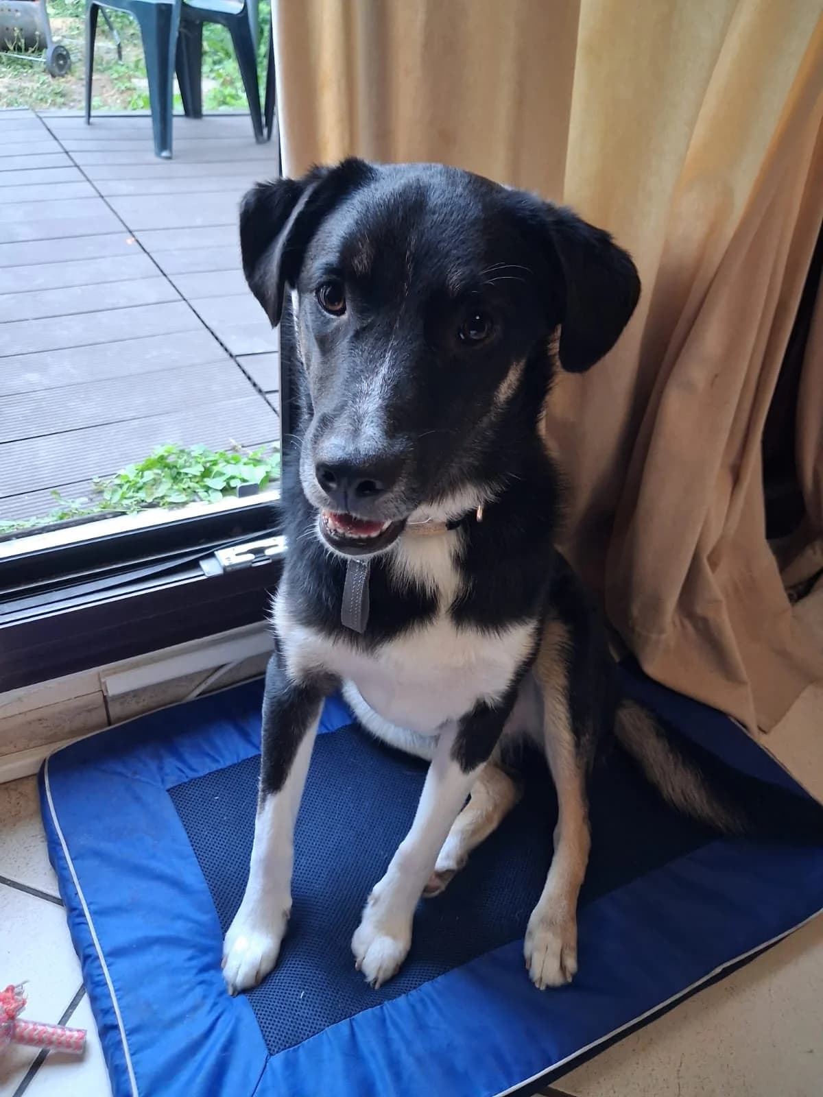 Toro, male young mixed breed for adoption at L, Noisy-le-Grand