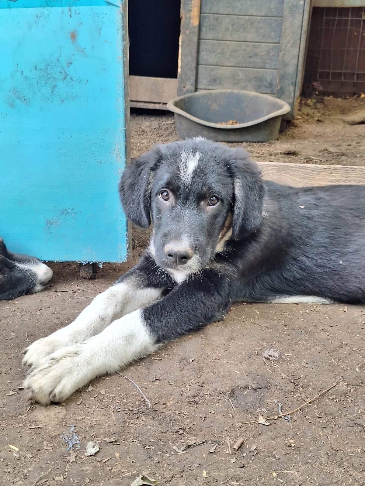 Zaros, male mixed breed for adoption at L, Noisy-le-Grand