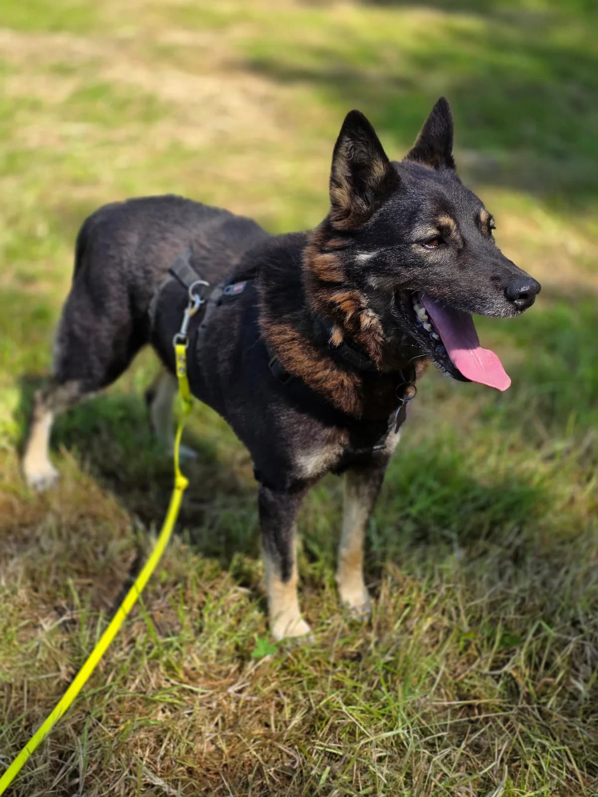 Bonnie (pension), male senior Mixed Breed for adoption at L, Noisy-le-Grand