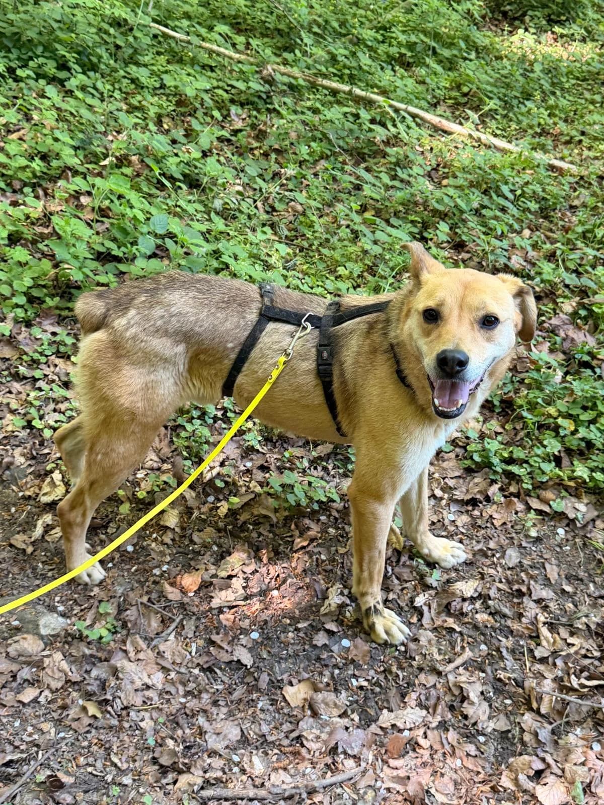 Sand (pension), male 6yo mixed breed for adoption at L, Noisy-le-Grand