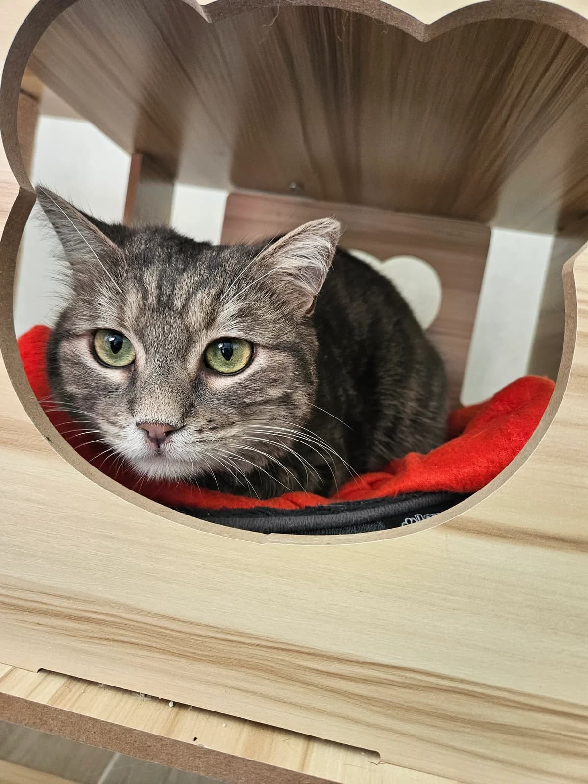 Aaru, male 3yo European Shorthair for adoption at ARPA Nice