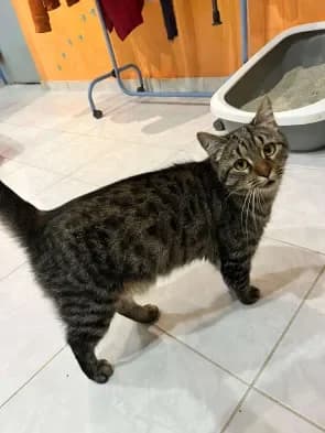 Akina, female Mixed Breed for adoption at ARPA Nice