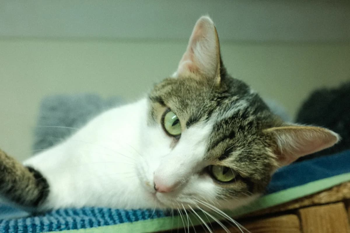 Asia, female Mixed Breed for adoption at ARPA Nice