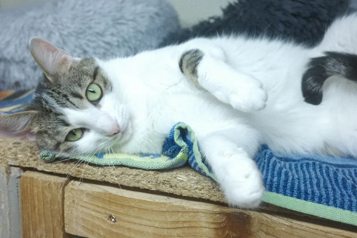 Asia, female Mixed Breed for adoption at ARPA Nice — photo 2 of 4