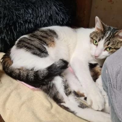 Asia, female Mixed Breed for adoption at ARPA Nice — photo 3 of 4