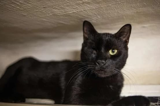 Azrael, male Mixed Breed for adoption at ARPA Nice