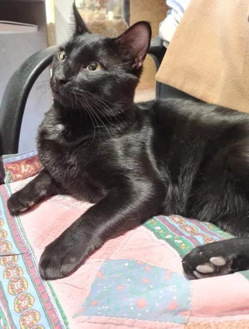 Azrael, male Mixed Breed for adoption at ARPA Nice — photo 2 of 4