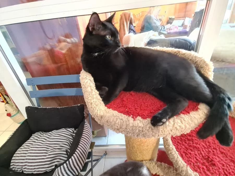 Azrael, male Mixed Breed for adoption at ARPA Nice — photo 3 of 4